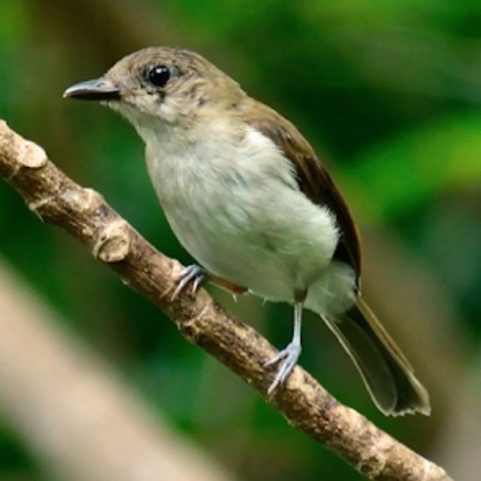burung bimoli sepasang kancilan emas