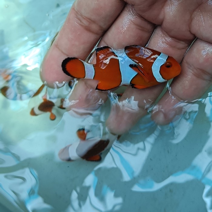 ikan hias nemo aquarium laut ikan badut