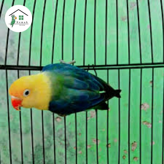 Enha Pet House - LOVEBIRD BIOLA PB VIO/LOVEBIRD BIOLA PB DARK VIO
