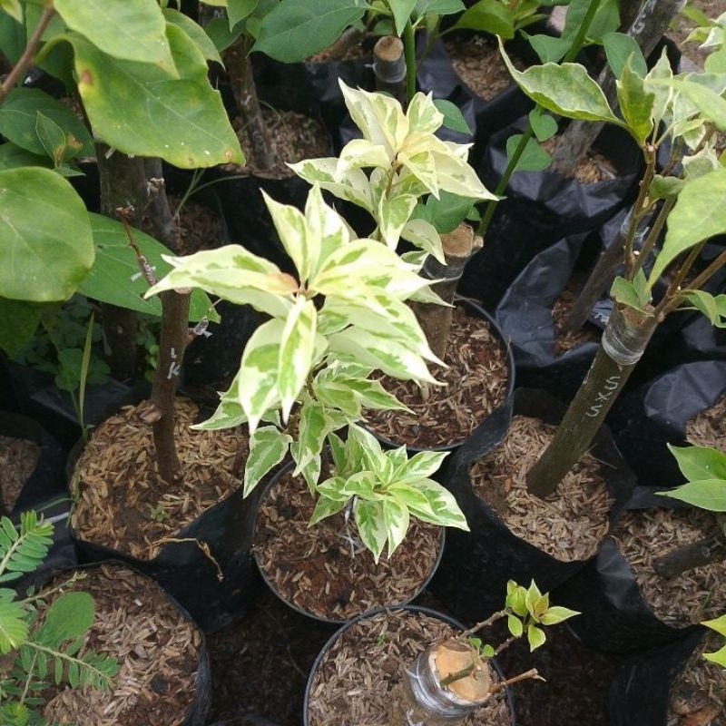 {{ Bibit Bugenvil Import Golden Rao Citra Gold Magintom New Murayama Ready }}