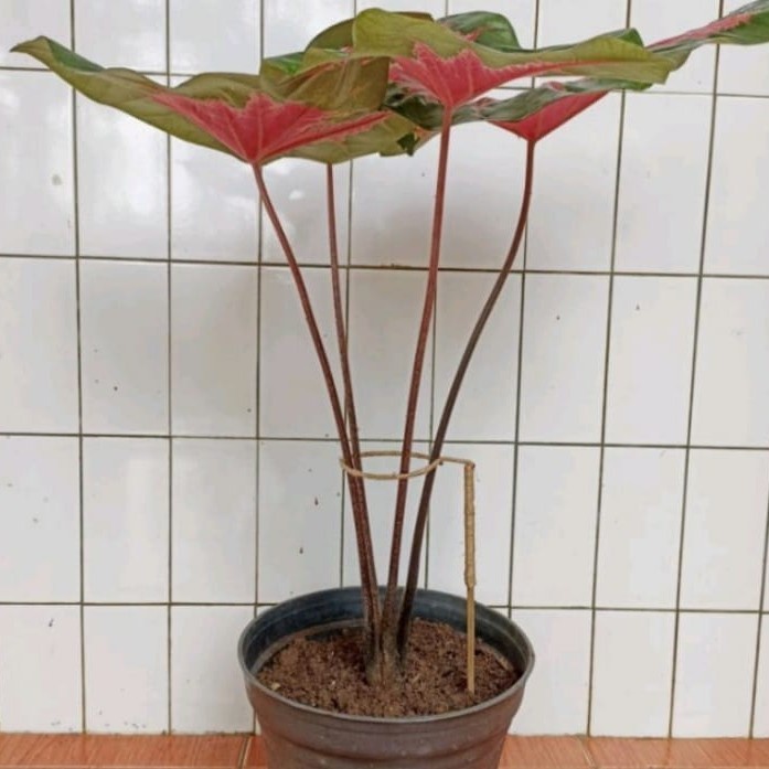 [TopSeller] turus penyangga tanaman Keladi