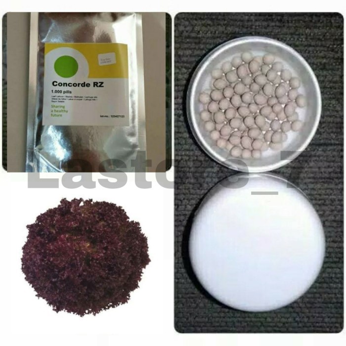 [TopSeller] benih bibit selada lollorosa concorde rz 100 pills