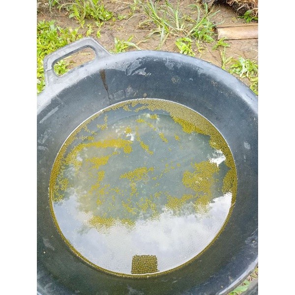 

(TopSeller) BERGARANSI Telur gurame soang berkualitas (Paket 1000 butir) 100 butir