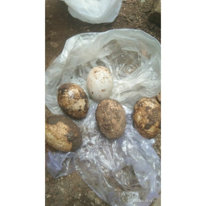 

(TopSeller) Telor angsa/telor soaang temburuk asli