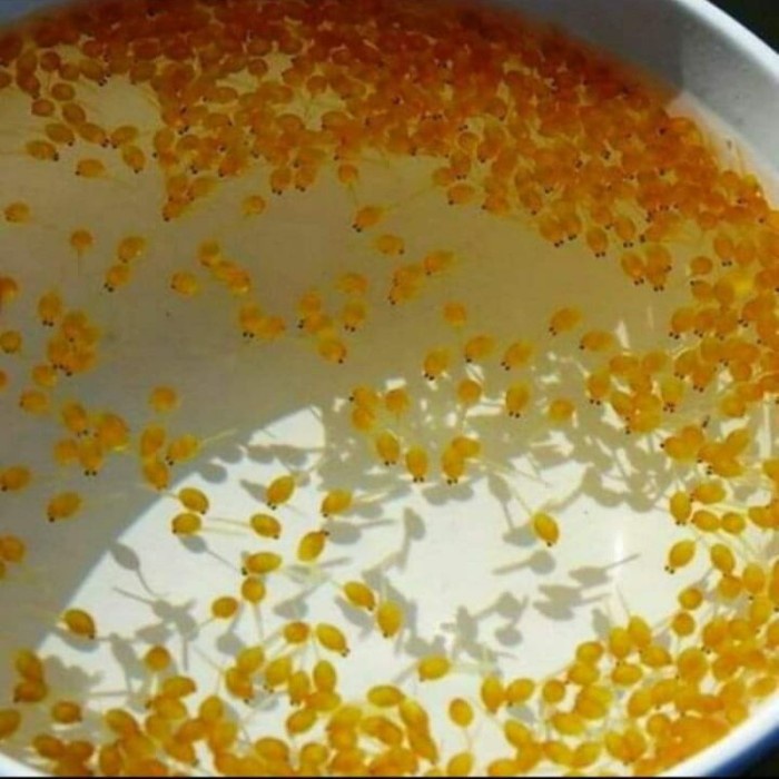 

(TopSeller) paketan 1000 butir telur gurame soang