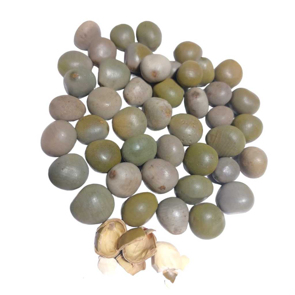 

A Biji Gorek 50 Gram - Buah Kebiul - Kalaloyang - Biji Paring Batung - Kwalitas Terbaik