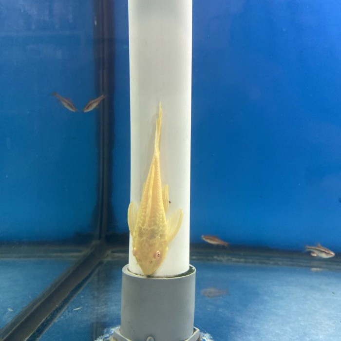 PREMIUM Gibbiceps Ikan Sapu Mentega Aquascape Ikan Pemakan Lumut Aquarium