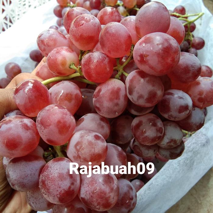 

Lezat- ANGGUR MERAH IMPORT MURAH