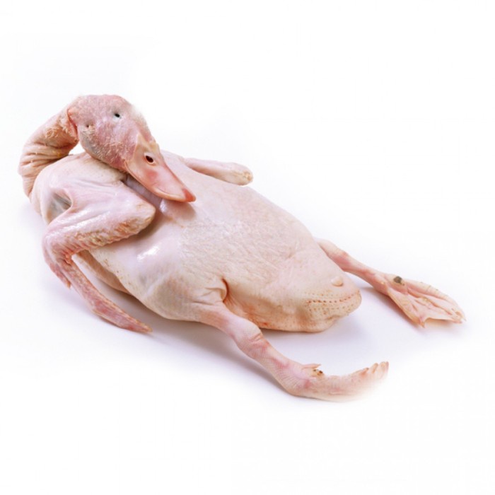 

Bebek Peking Hibrida 1,5 Kg Frozen