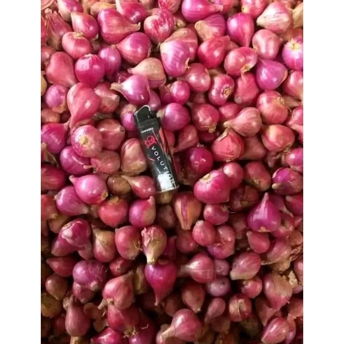 

Lezat- Bawang Merah 1 kg kualitas super asli garut kering pedas brambang live 2 25 rb