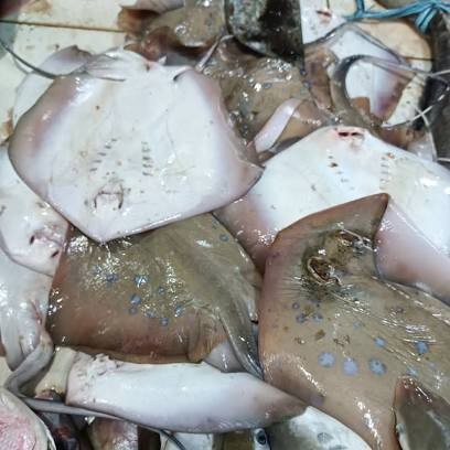 

Ikan Pari Kodok 1kg