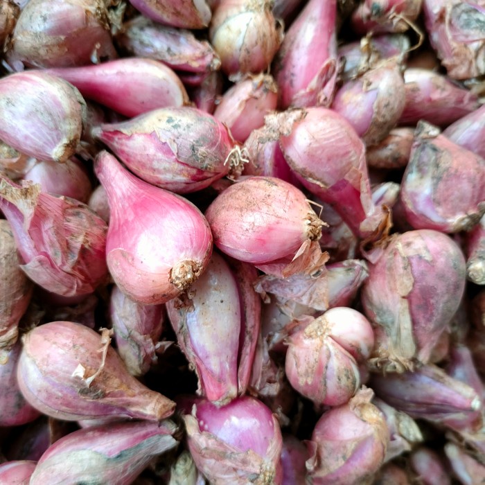

Bawang merah Brebes sedang