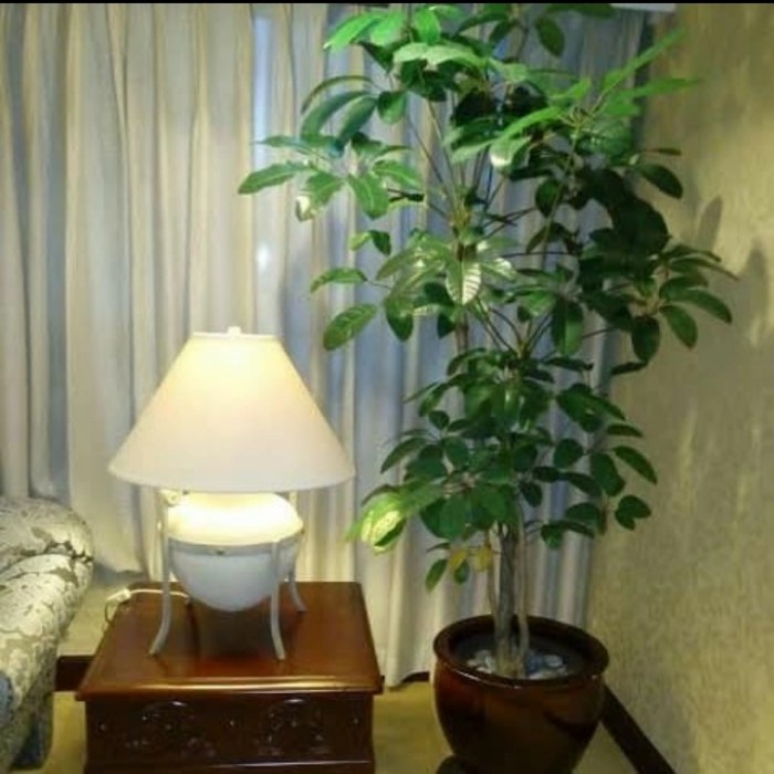 BEST POHON WALISONGO TANAMAN INDOOR WALISONGO TINGGI 1 METER