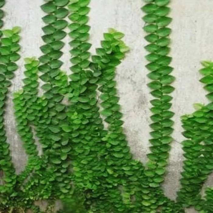 (Expert) Bibit Tanaman Hias Dollar Daun Besar / Dolar Rambat dinding Tembok