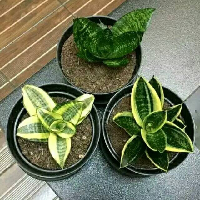 murah- Tanaman hias paket 3 tanaman sansivera mini - Paket 3 sansivera mini