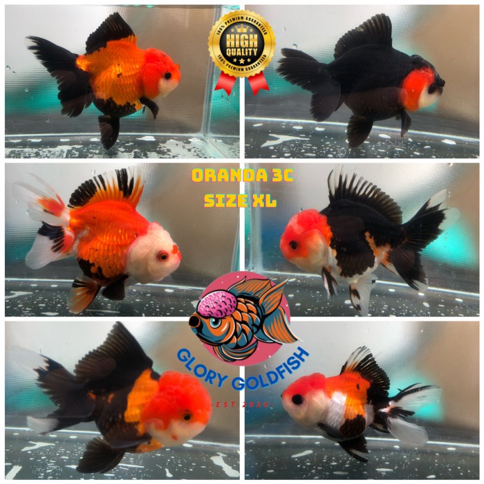 Ready Ikan Hias Mas Koki Oranda Tricolor Tricolour 3C