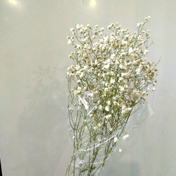 New Baby Breath dried / dried Gysophila