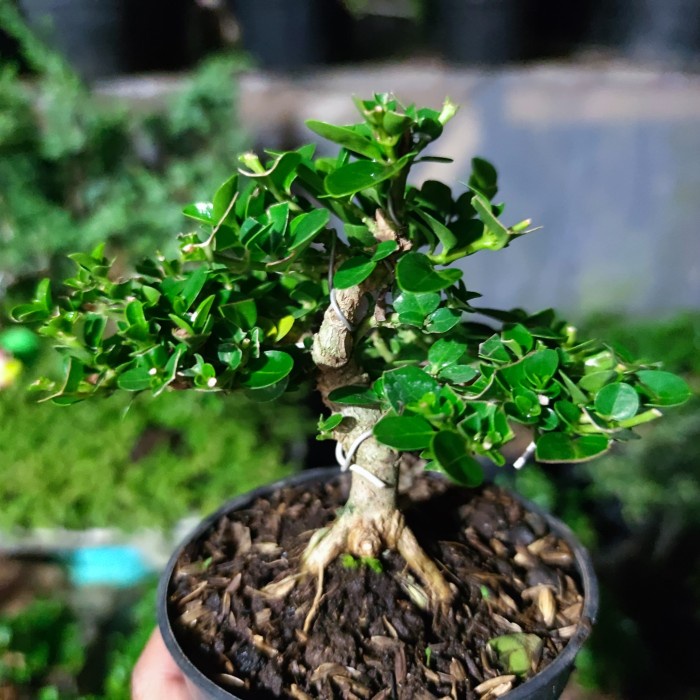 Hot Sale Bonsai Sancang Mini Shito Mame Sudah Siap Pajang Berkarakter Bonus Pot Sudah Berkarater
