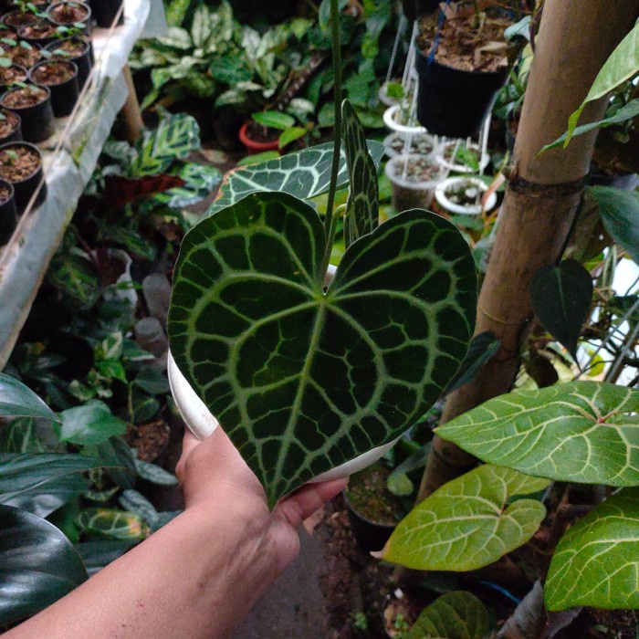New Tanaman Hias Anthurium Queens Of Clarinervium Original Readyy