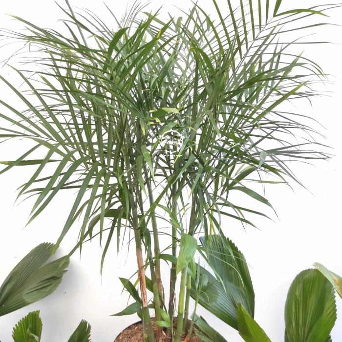 Terlaris- Palem Komodoria / Palm Komodoria / Pohon Palem Komodoria