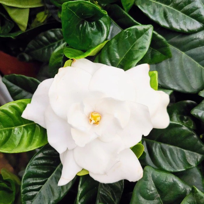 Terlaris- Gardenia Augusta - Pohon Gardenia - Pohon Kacapiring