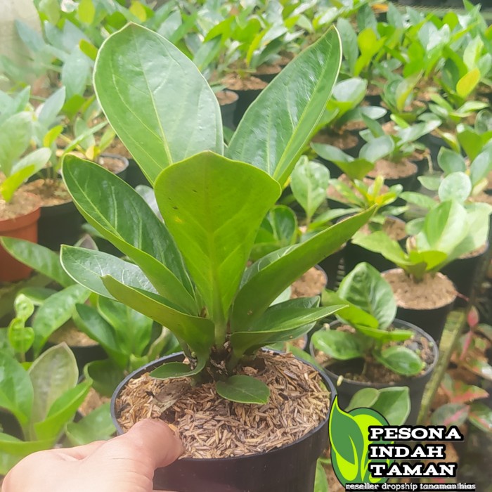 Terlaris- Anthurium Jemani Mangkok Caesar - Anthurium Jemani Mangkok Kaisar