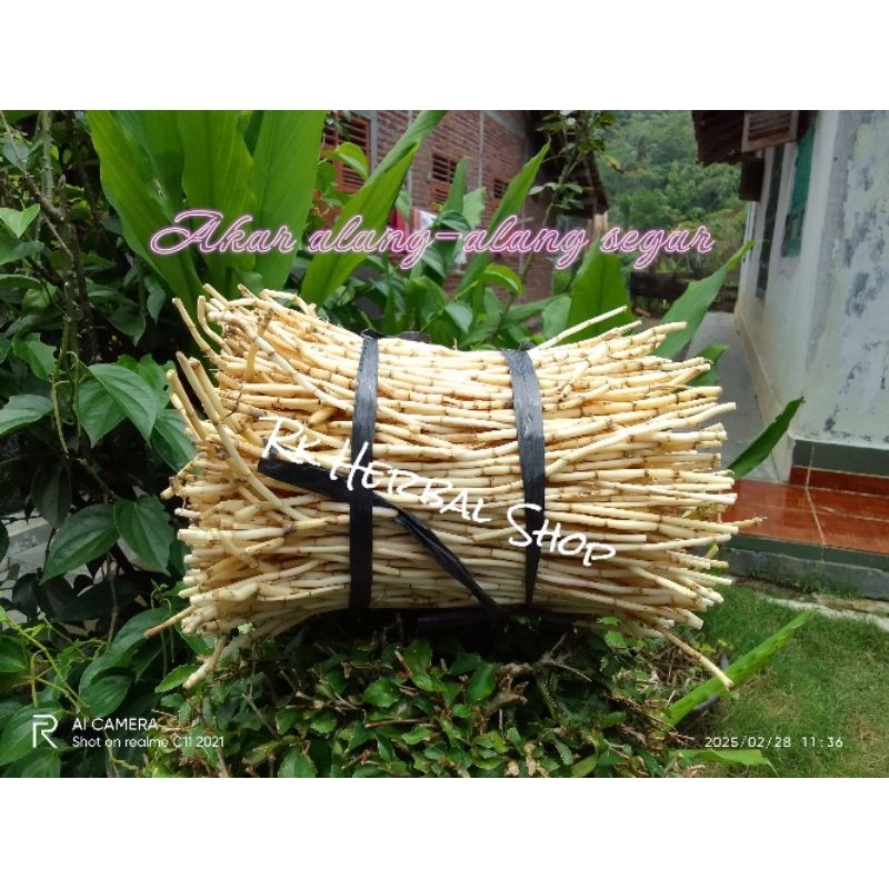 

FRESH AKAR ALANG-ALANG HERBAL ASLI ATASI MASALAH KENCING MANIS ALAMI ATASI MASALAH BATU GINJAL SEGAR