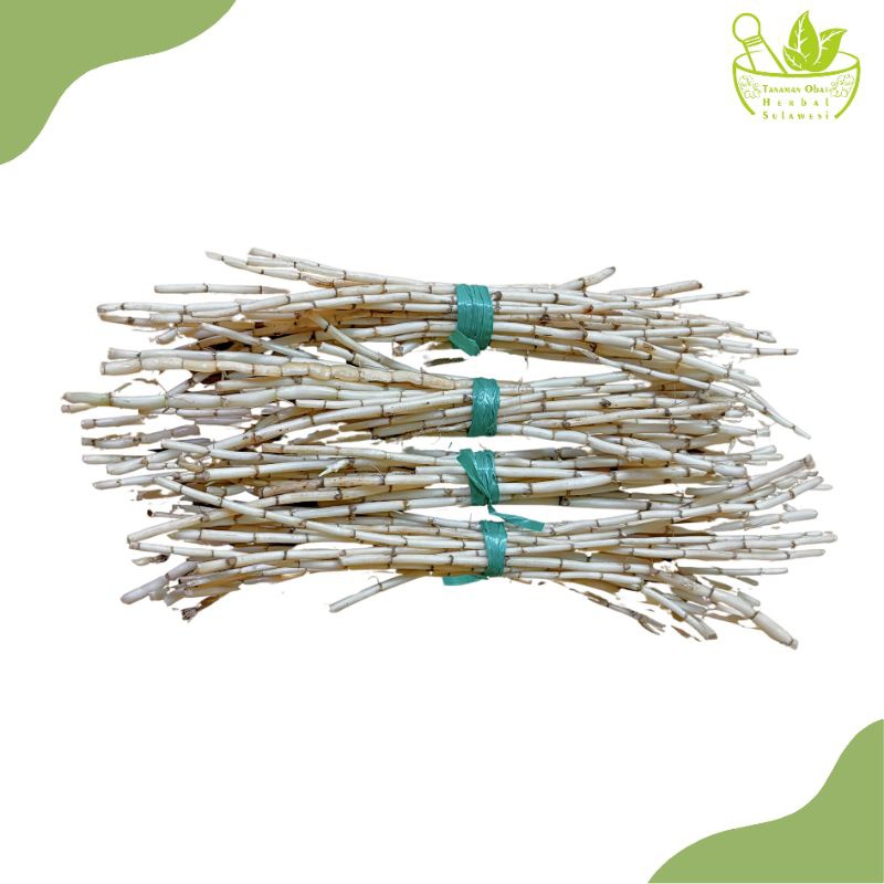 

FRESH Akar Alang Alang Segar (Perikat)