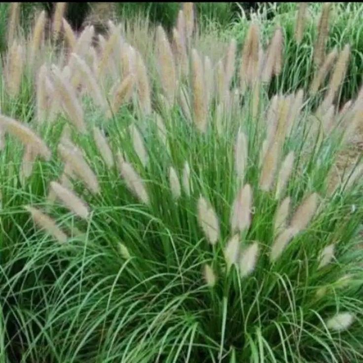 

FRESH Tanaman Hias Alang Alang Ekor Kuda Ilalang Ekor Kuda Love Grass