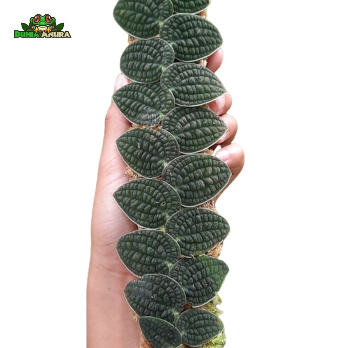 Promo Terbatas Tanaman Vivarium Piper Clypeatum Aman