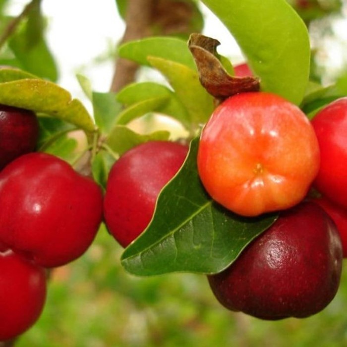 Fresh Flower Bibit Barbados Cherry Asli Bergaransi, Pohon Buah Ceri Okulasi Valid