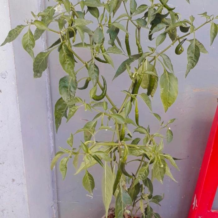 Fresh Flower Bibit Tanaman Cabe Hijau Besar, Cabe Ijo Besar, Berbuah