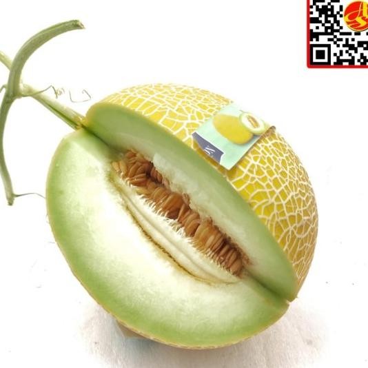 

BisaInstan- buah melon hijau baby blonde hydroponic manis banyak air empuk sweet