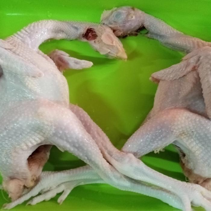

Kirim,HariYgSama- ayam pejantan 600-700g hidupnya