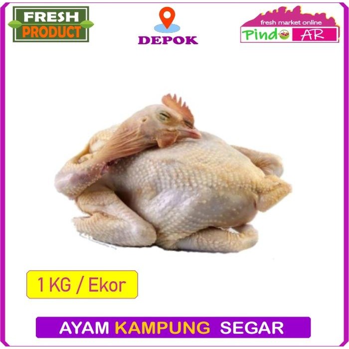 

Kirim,HariYgSama- AYAM KAMPUNG UTUH SEGAR 1 EKOR