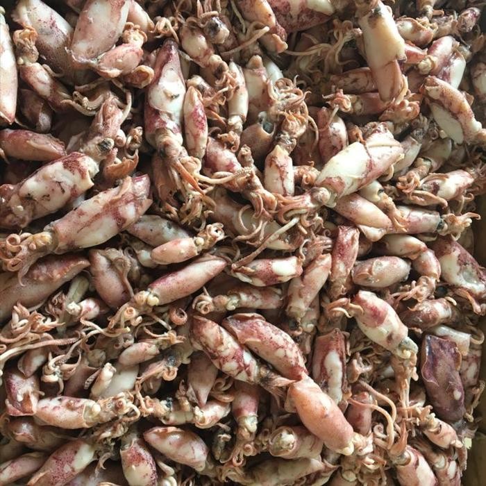 

NewZbgt- Baby Cumi Asin