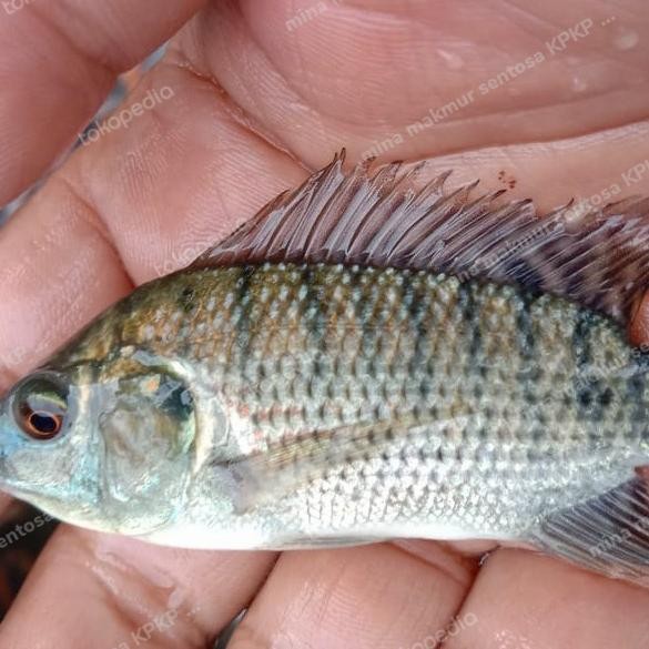 Paket Bibit Ikan Nila Gesit Hitam Ukuran 1-2 Jari Isi 50 Ekor