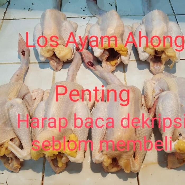 

Ayam Kampung Asli Liar Berat 1.4-1.5 Kg Hidup