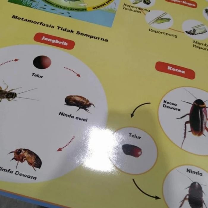 

TERLARIS MODEL POSTER METAMORFOSIS - BIOLOGI - POSTER METAMORFOSIS