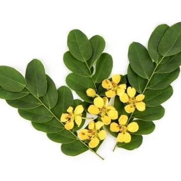 

CARAKA.STORE1 SENNA LEAF ANNAFIS SUPERFOOD TEH HERBAL CUCI USUS DAN SISTEM PENCERNAAN