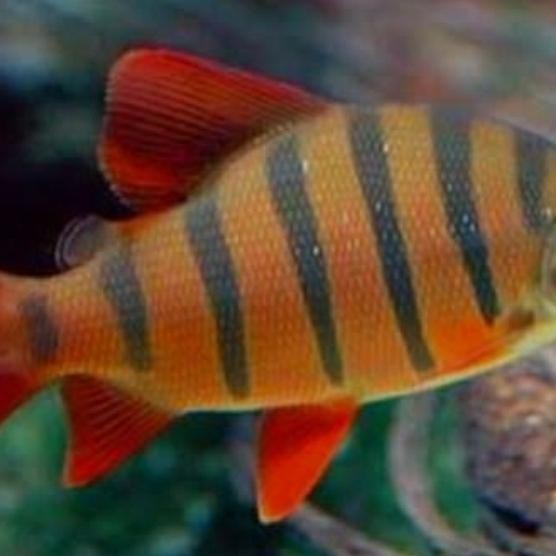 Disticodus Fasciatus / Pembersih Aquascape/ Pelengkap Aquascape