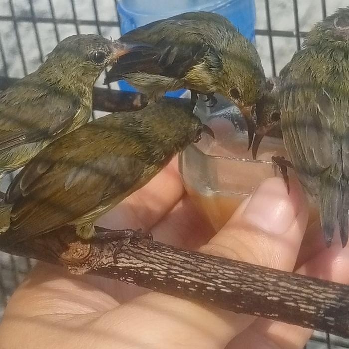 konin betina terbaru