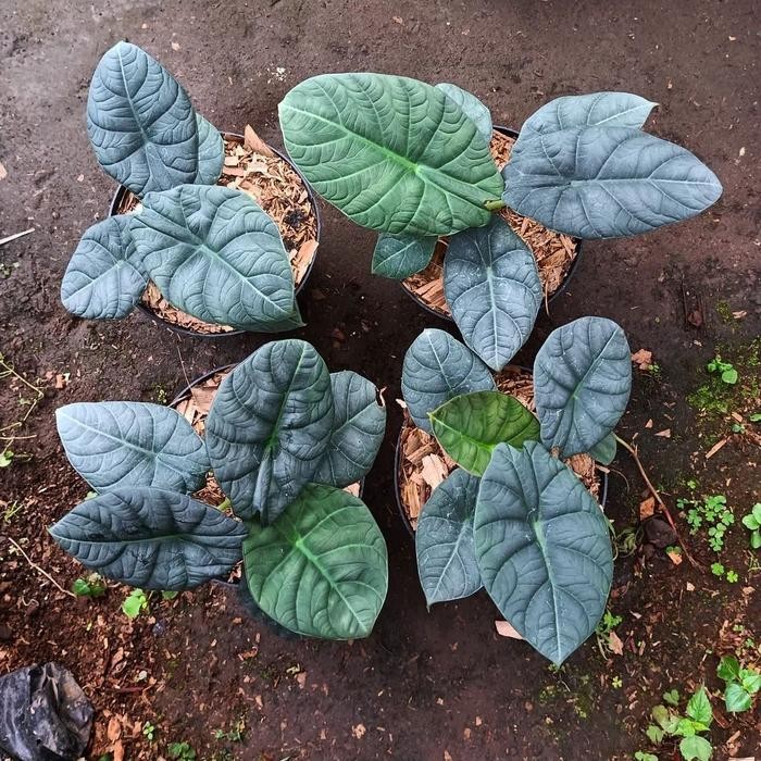 Thinkerbelllll Tanaman Hias Alocasia Maharani - Alocasia Maharani - Alocasia