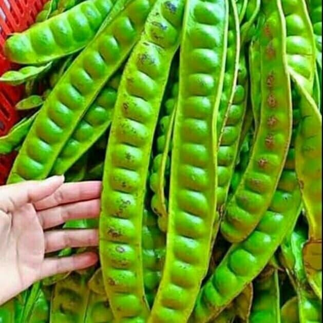 

BIBIT POHON PETAI GOBANG 1M *