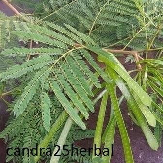 

Daun petai cina lamtoro daun dipetik dadakan daun organik *