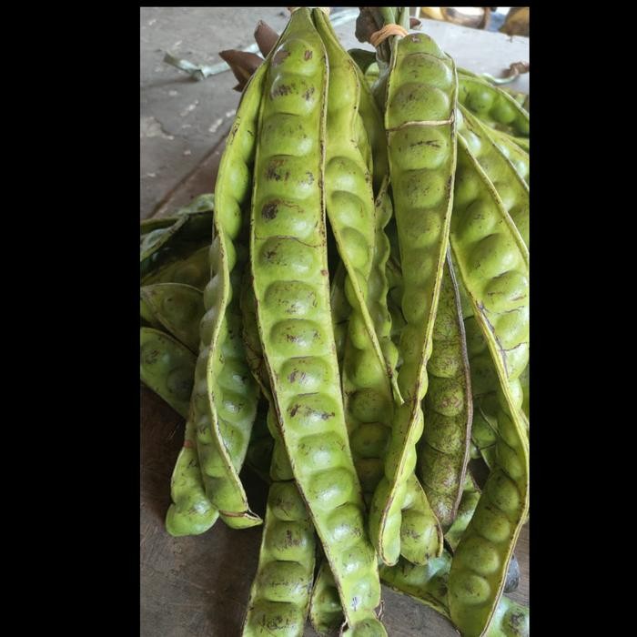 

Petai Segar Petai *