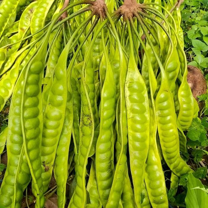 

Petai Tua Segar Pete Super Pilihan Aroma Khas *