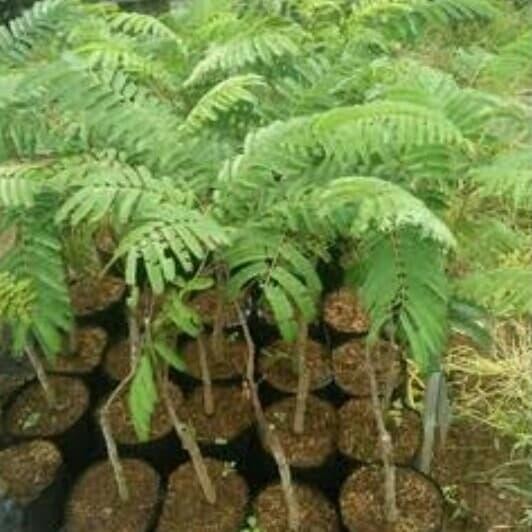 

tanaman pohon petai cina 50cm *