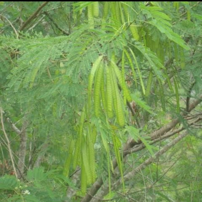 

petai cina muda segar untuk lalap *