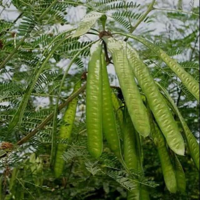 

100gr Daun petai cina untuk kanker/ diabetes daun lamtoro *